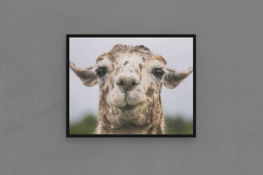 Canvas Frame with "Ilama - Funny Face" Image